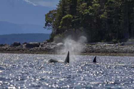 2 orka&#039;s in 1 beeld, geweldig om te zien